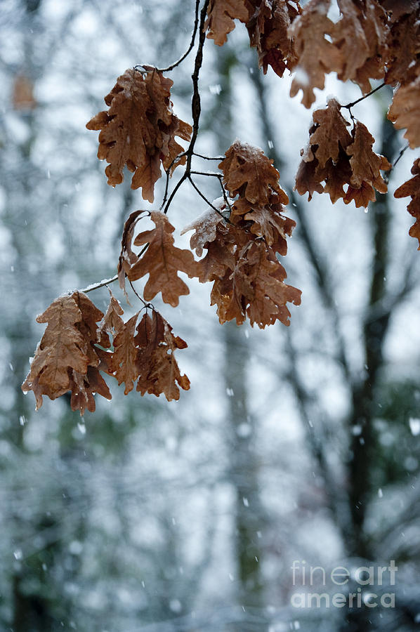 Winter Photograph - Winter Takes Hold by Sandra Bronstein