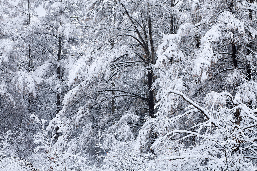 Winter Tamarack Forest Photograph by Dean Pennala