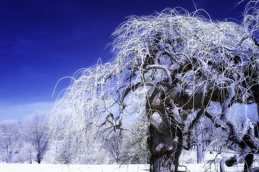 Winter Tree -2 Photograph by Alan Hausenflock
