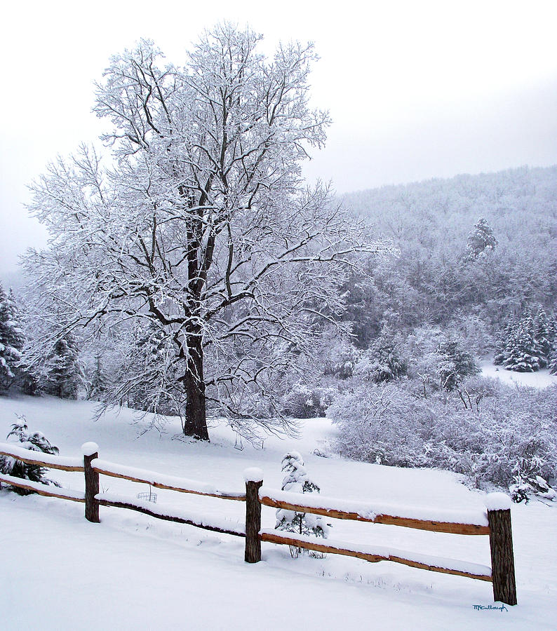 Winter Tree and Fence in the Valley Photograph by Duane McCullough