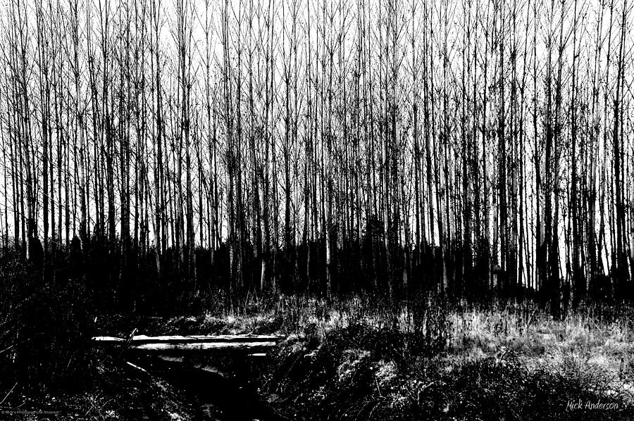 Winter Tree Grove in Black and White Photograph by Mick Anderson