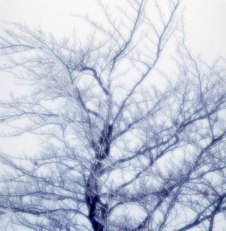 Winter tree - available for licensing Photograph by Ulrich Kunst And Bettina Scheidulin