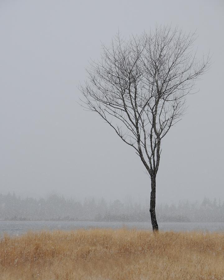 Winter Photograph - Winter tree by Jeffrey Swank