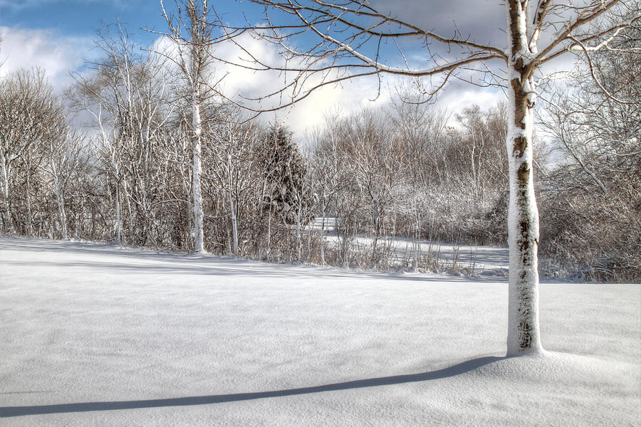 Winter Tree Line Photograph by Richard Gregurich