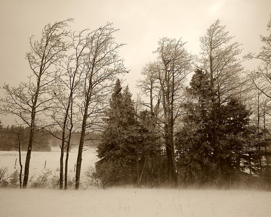 Winter treeline Photograph by Hugh Smith