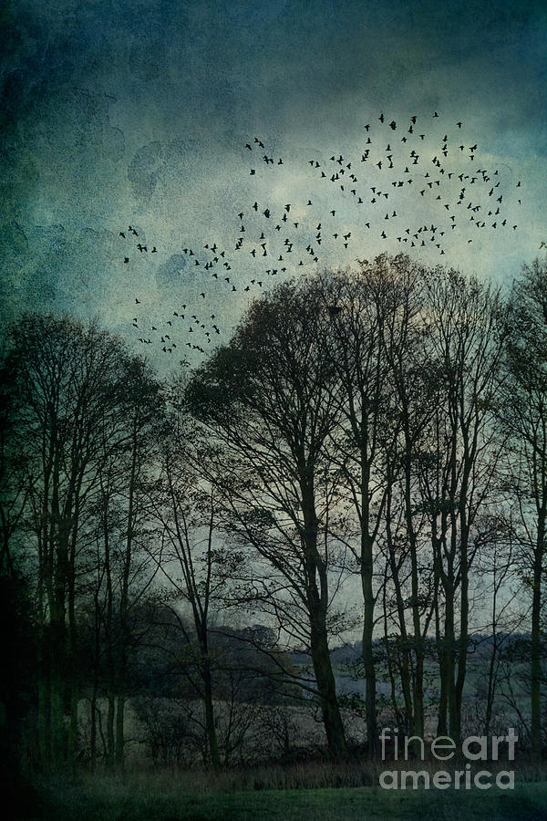Tree Photograph - Winter Trees by Ann Garrett