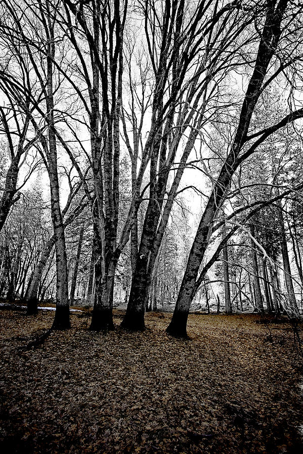 Winter Trees Photograph by Bonnie Bruno