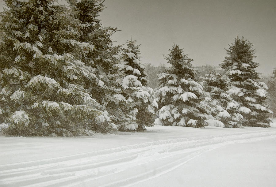 Winter Trees Photograph by Cathy Kovarik