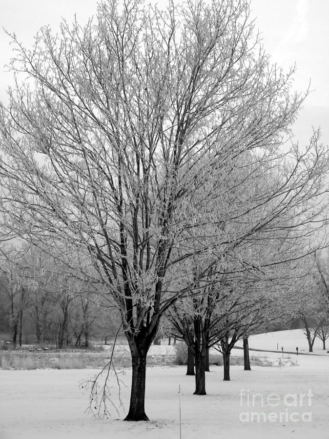 Winter Trees Photograph by David Bearden