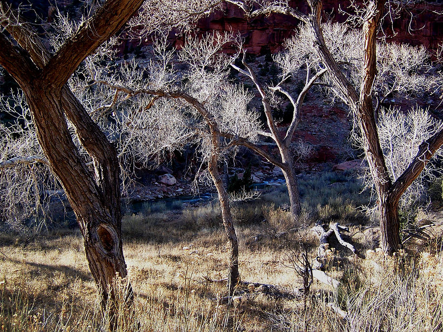 Winter Trees in Zion National Park Photograph by Patricia Haynes