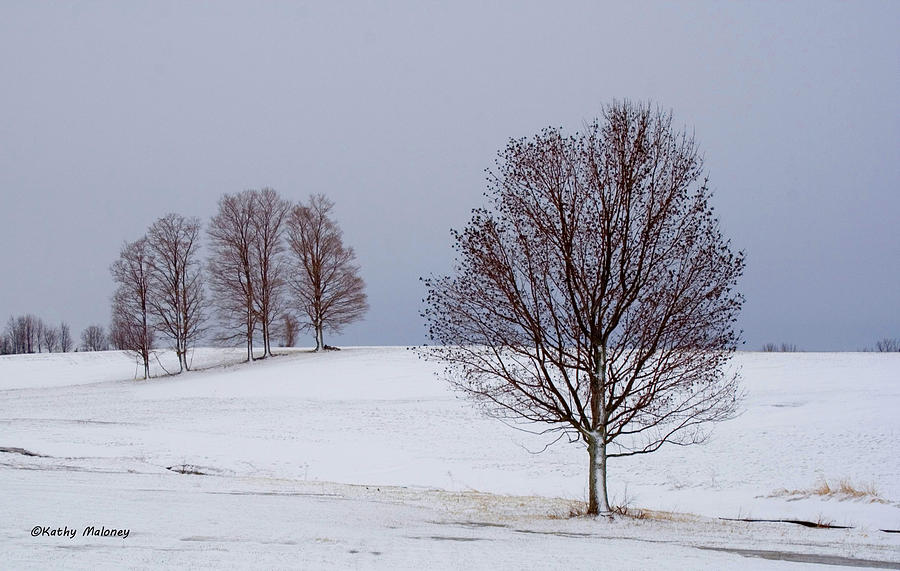 Winter Trees by Kathy Maloney Winter Trees by Kathy Maloney