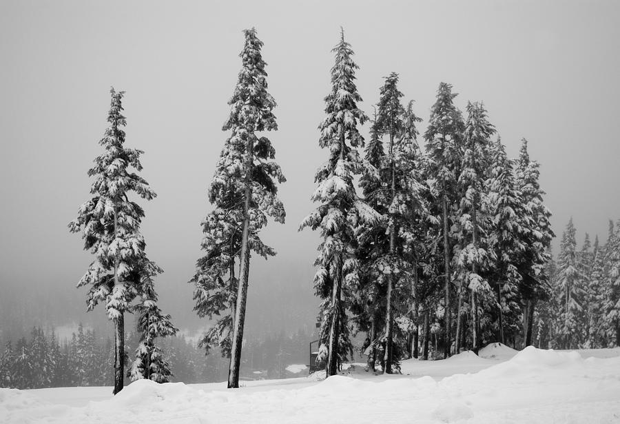 Winter Trees on Mount Washington - bw Photograph by Marilyn Wilson