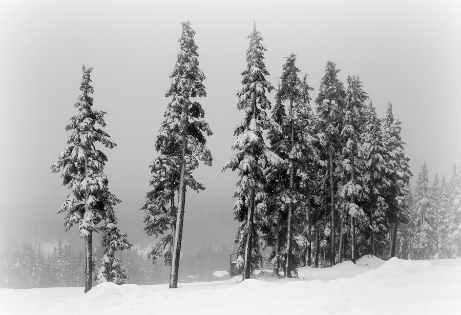 Winter Trees on Mount Washington Photograph by Marilyn Wilson