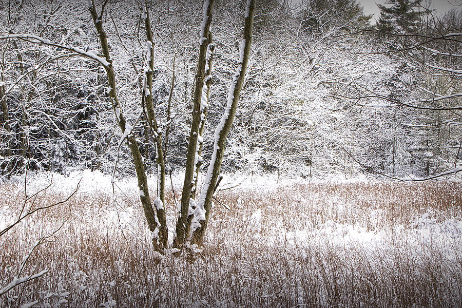 Winter Trees Photograph by Randall Nyhof