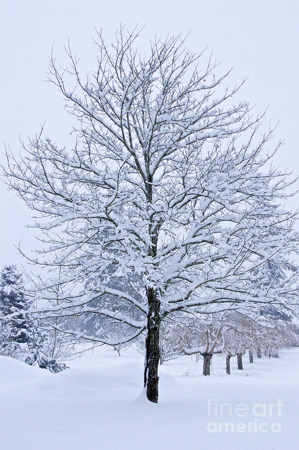 Winter Trees Photograph by Sean Griffin