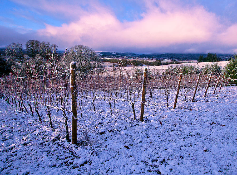 Winter Sunrise  in the Vineyard Photograph by Jean Noren