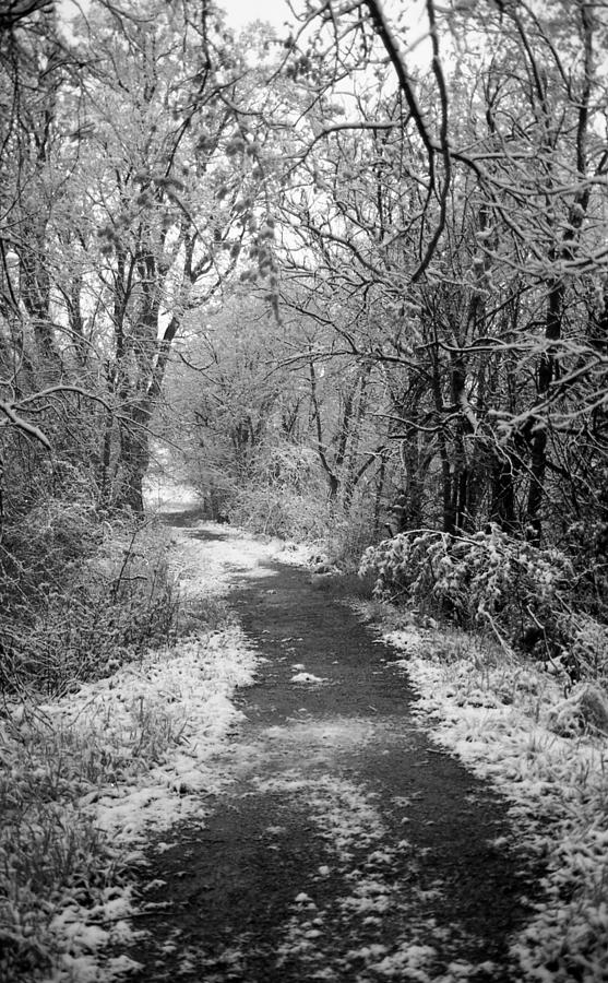 Winter Walk Photograph by HW Kateley