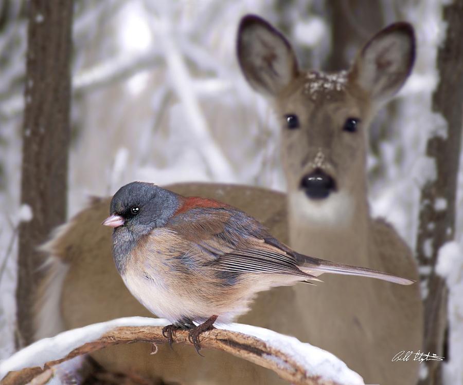 Wildlife Photograph - Winter Warmth by Bill Stephens