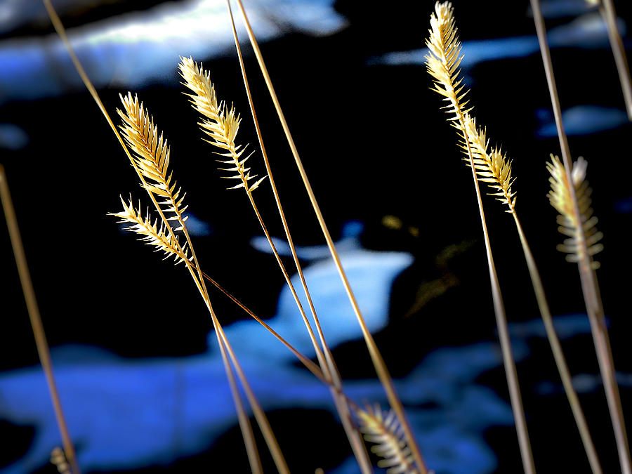 Winter Photograph - Winter Weeds by Julie Palencia