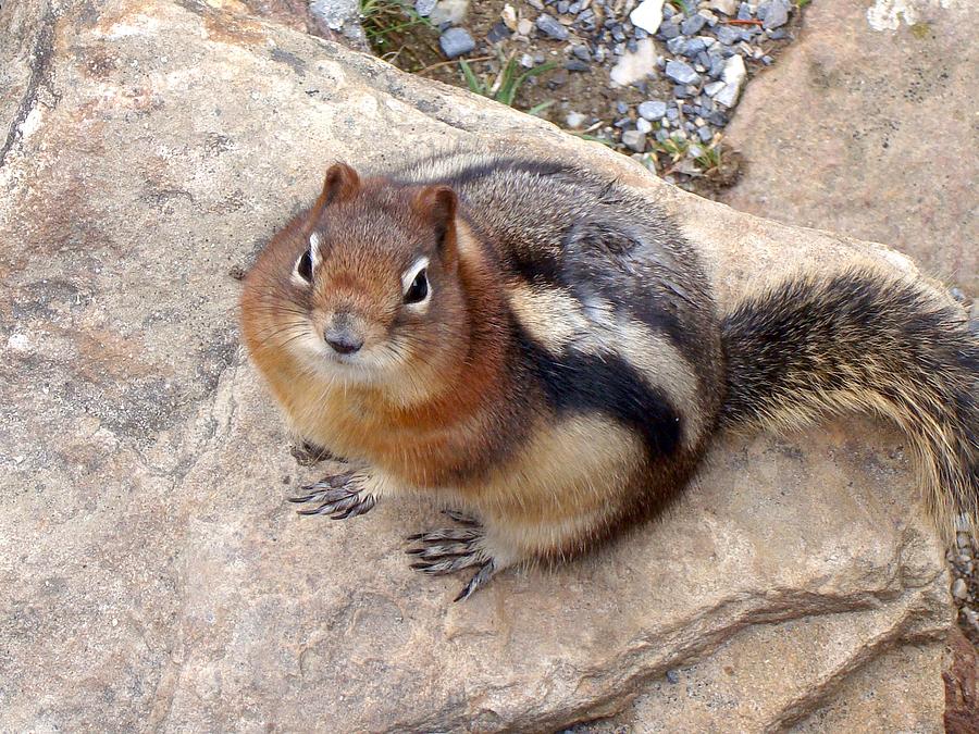 Squirrel Winter Weight Photograph