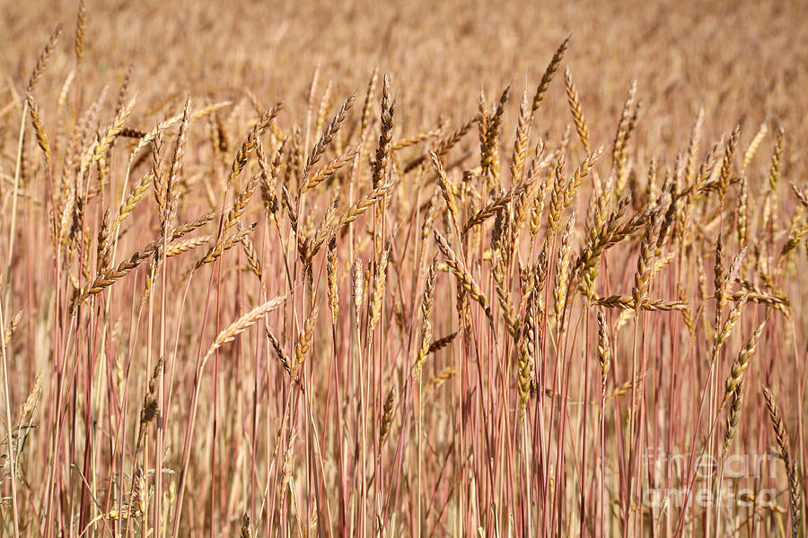 Winter Wheat Photograph by Ted Kinsman