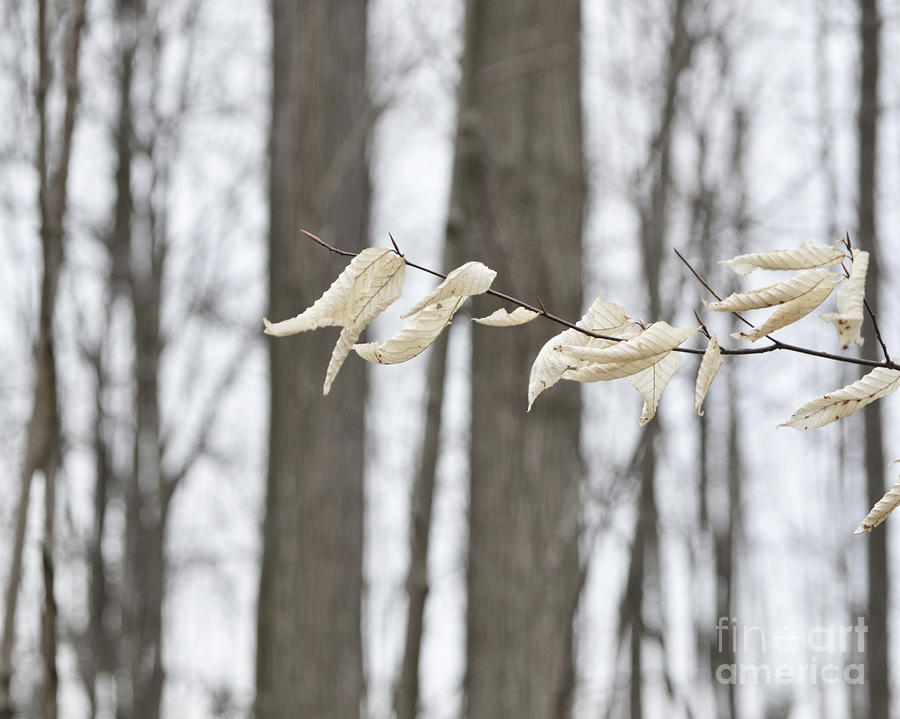 Winter White Photograph by Traci Cottingham