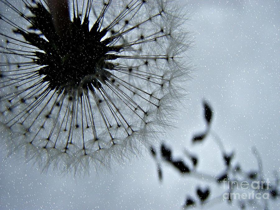 Winter Wish  Photograph by Kristine Nora