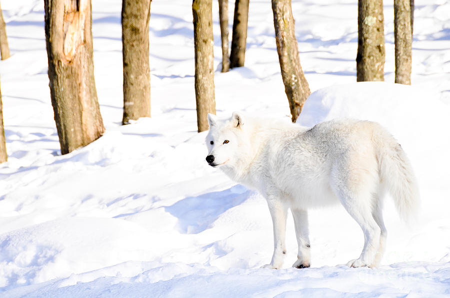 Winter Wolf Photograph by Cheryl Baxter