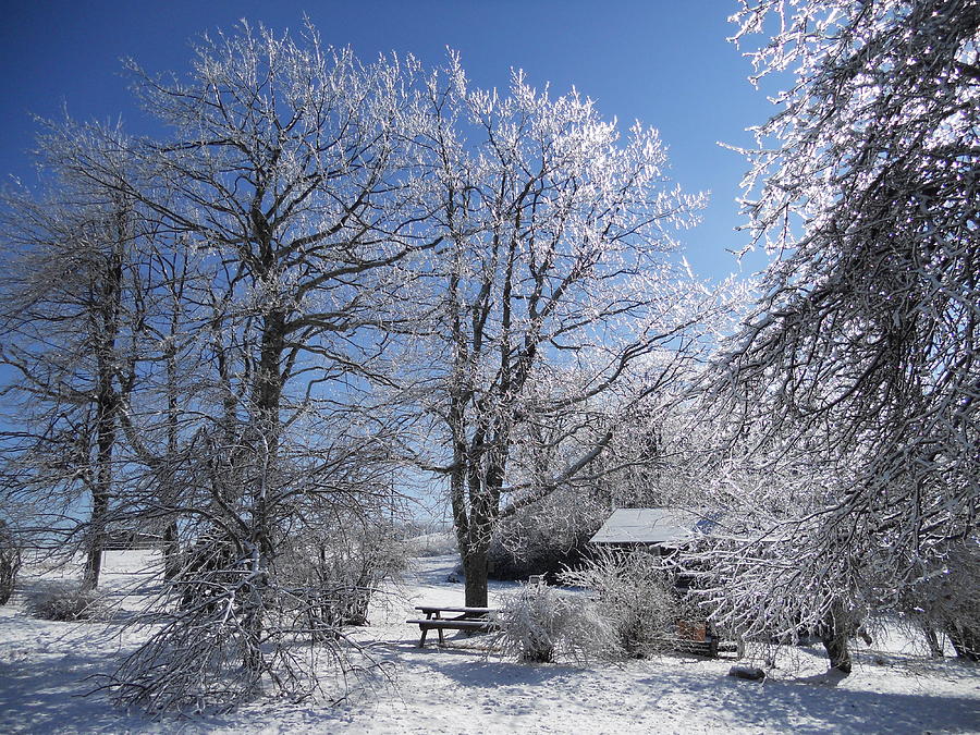 Winter Wonderland  Photograph by Diannah Lynch