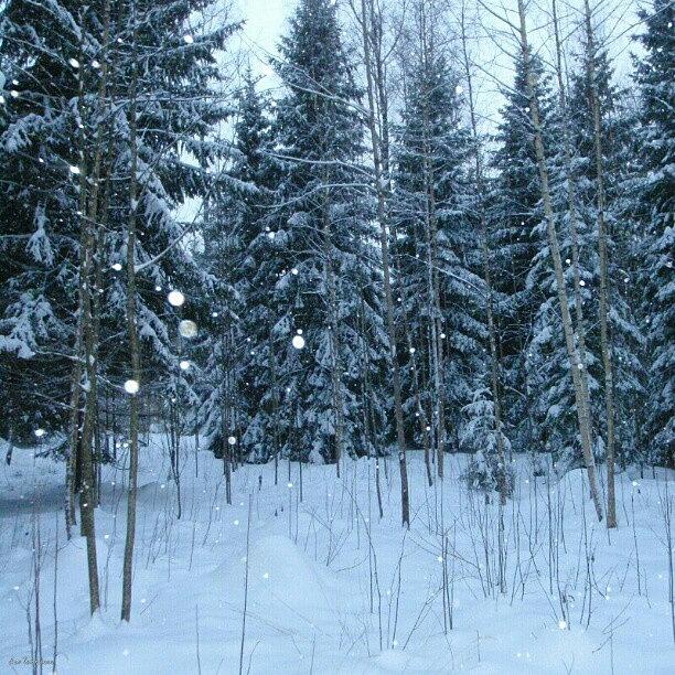 Winter Photograph - Winter Wonderland by Eve Tamminen