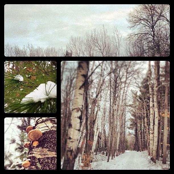 Winter Woodland Collage Photograph by Bri Crittenden