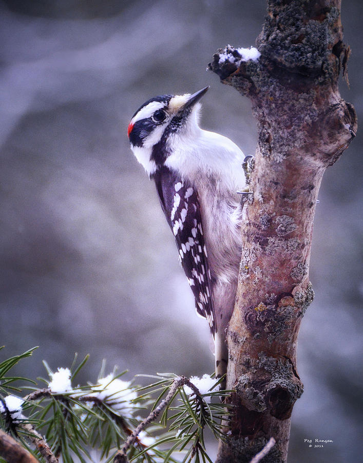 Winter Woodpecker Photograph by Peg Runyan