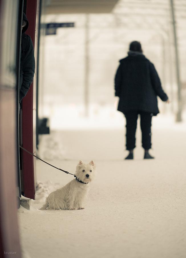Winter Photograph - Winter World #3 by Nikolay Krusser