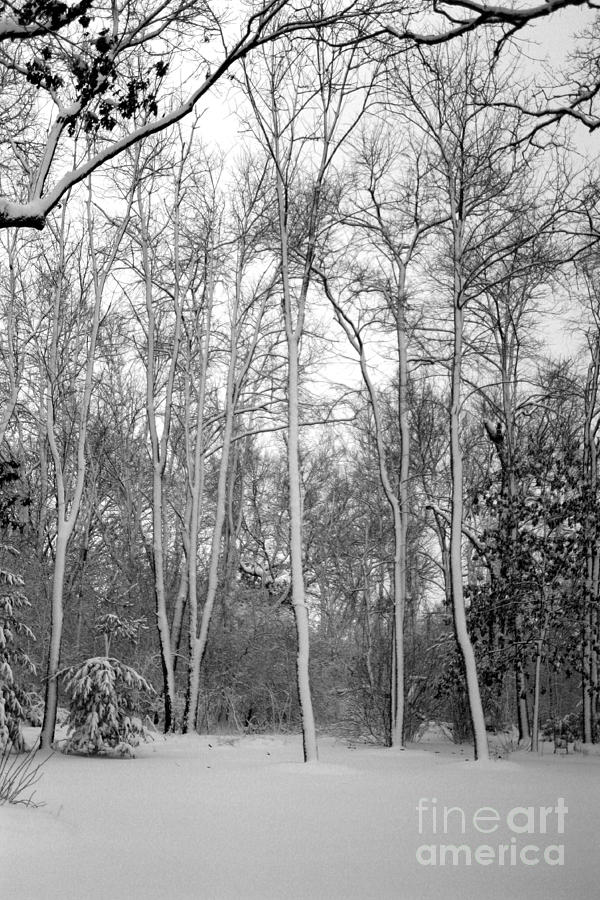 Wintering trees Photograph by David Bearden
