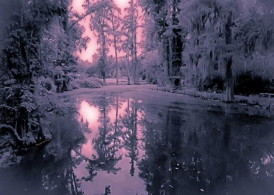 Winterland in the Swamp Photograph by DigiArt Diaries by Vicky B Fuller