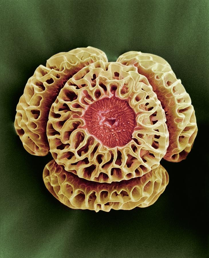 Nature Photograph - Winters Bark (drimys Winteri) Pollen,sem by R.e.litchfield