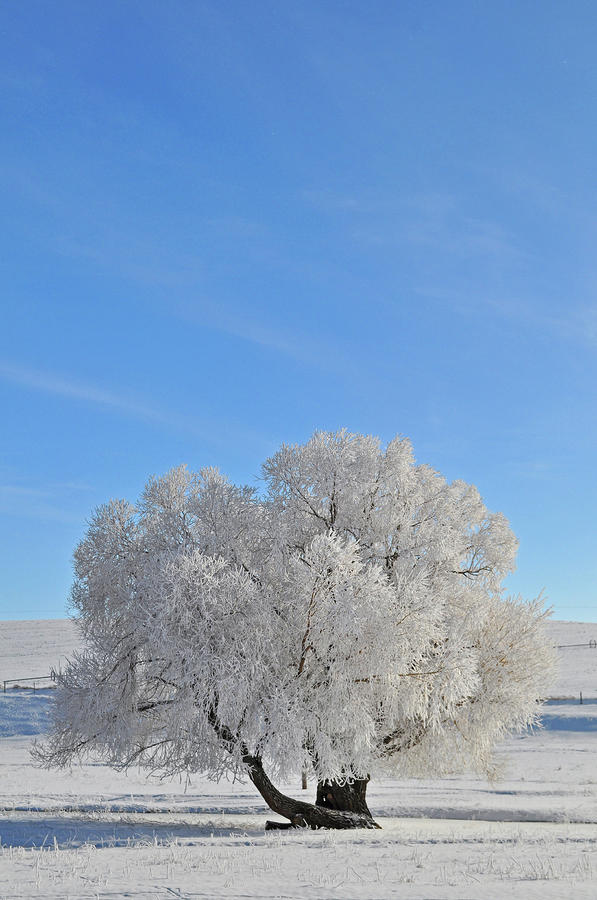 Winters Coat in Montanas Gallatin Valley Photograph by Bruce Gourley