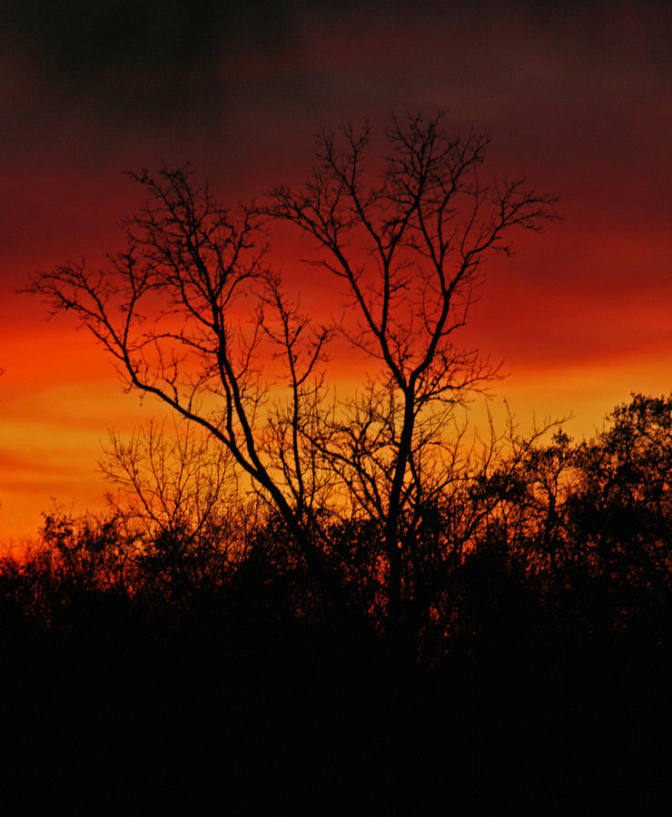 Sunset Photograph - Winters Fire  by Victoria  Kurlinski