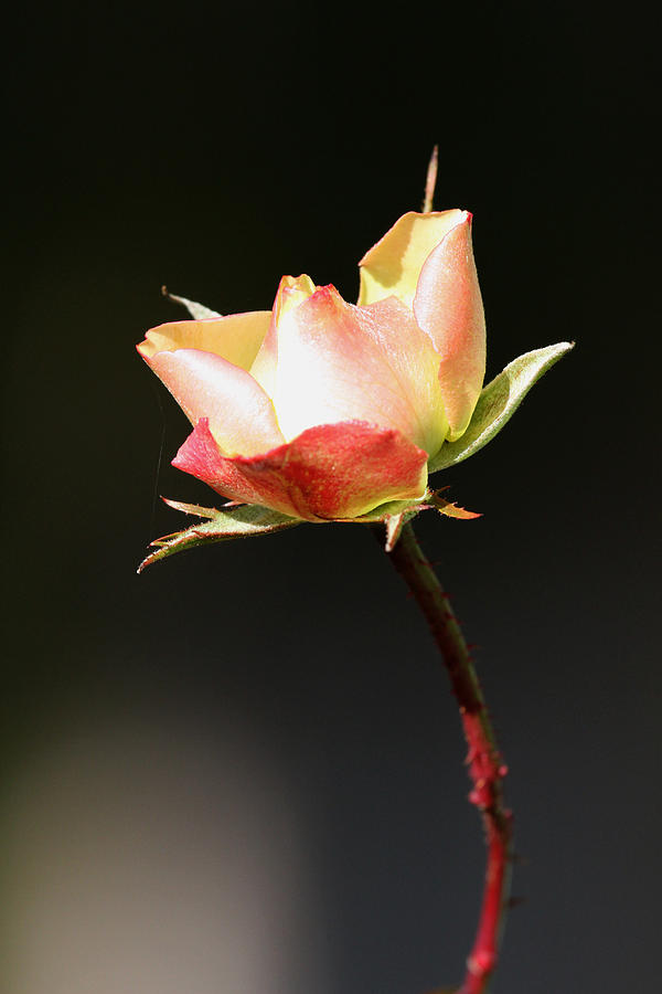 Winters Rose Photograph by Marie Jamieson