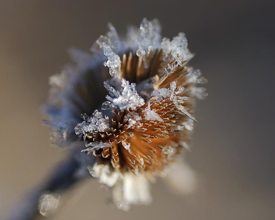 Winters Touch Photograph by Sue Capuano
