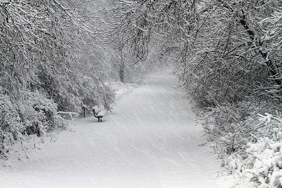 Winter Photograph - Winters Trail by Elizabeth Winter