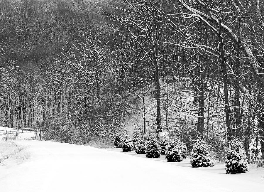 Winters Trail Photograph by Patricia Bolgosano