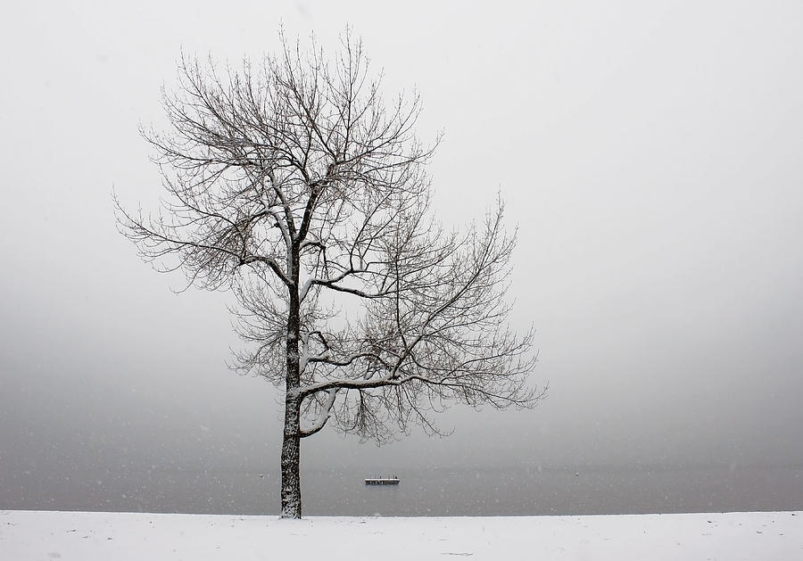 Winter Photograph - Wintertrees by Joana Kruse