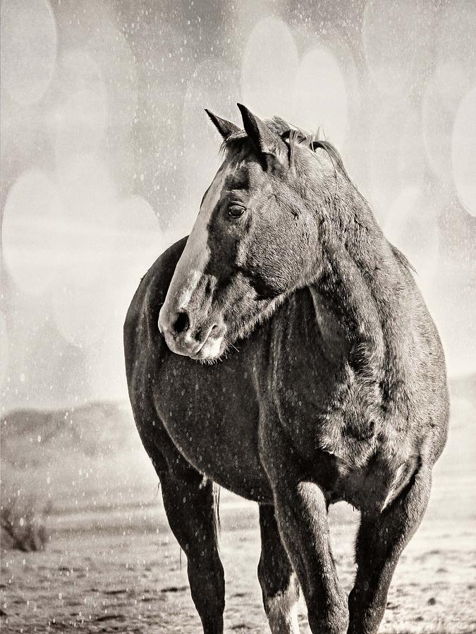Horse Photograph - Wintery Ranch Horse by Megan Kilgore