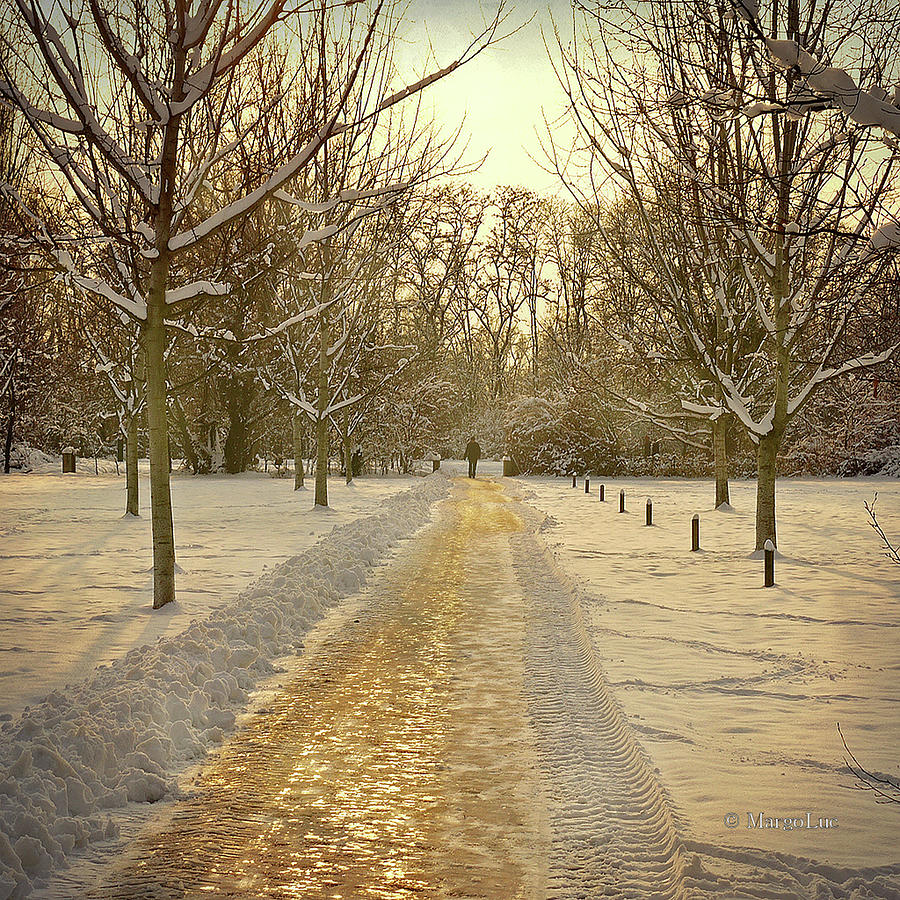 Wintry Golden Light At Sunset Photograph by by MargoLuc Wintry Golden Light At Sunset Photograph by by MargoLuc