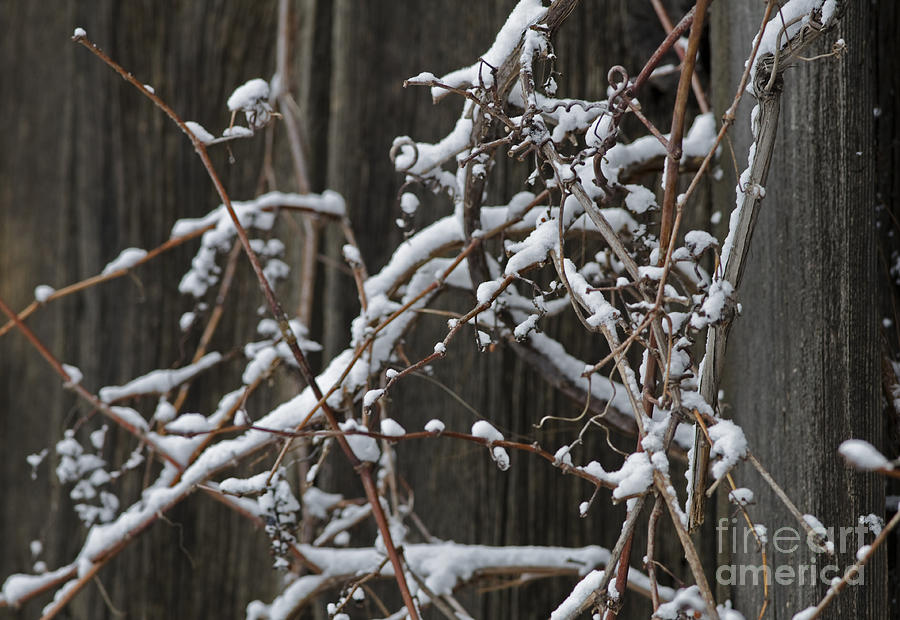 Wintry Vines Photograph by JT Lewis