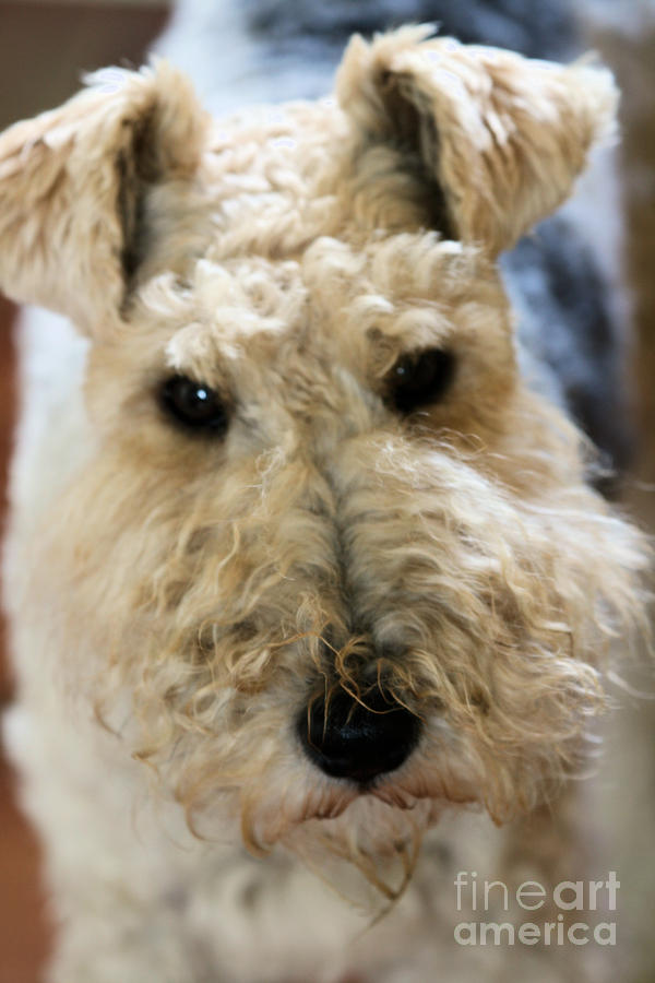 Fox Photograph - Wire Haired Fox Terrier by Ruth Hallam