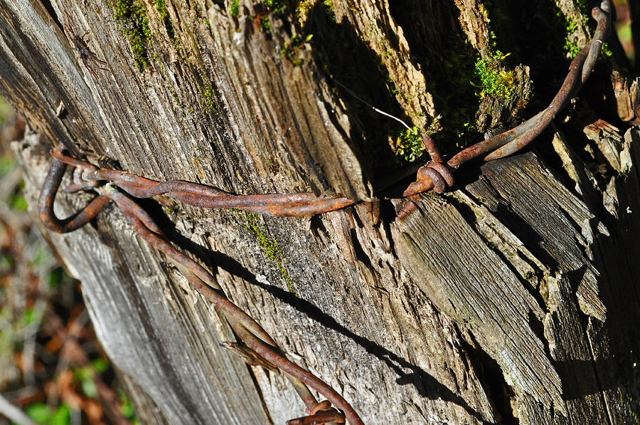 Wired Fence Post Photograph by Tikvahs Hope