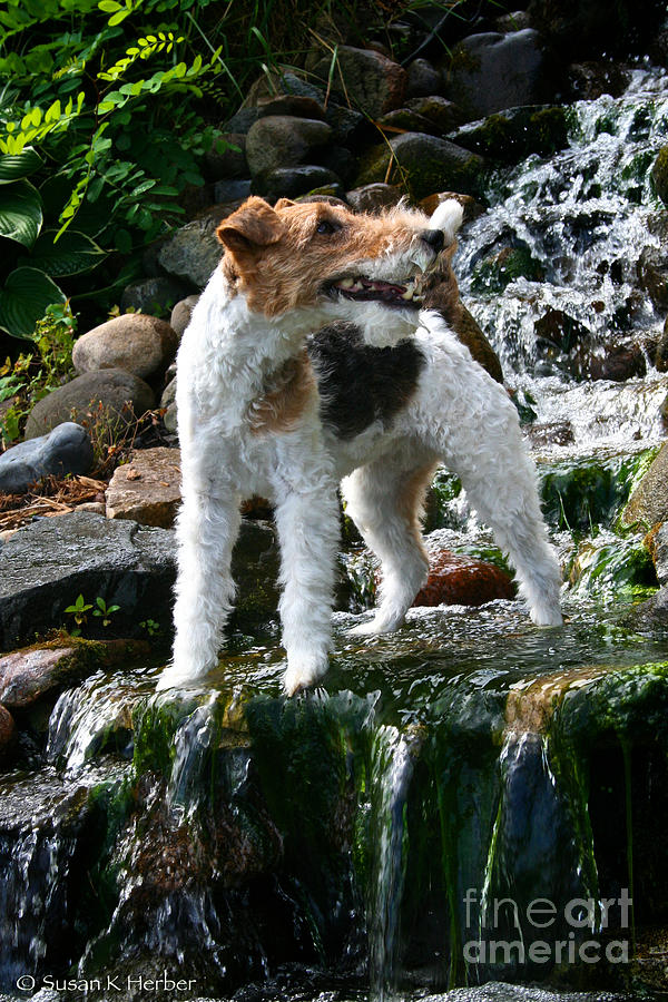 Wirehair Waterfall Photograph by Susan Herber