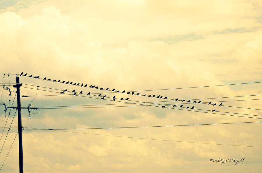 Wires With Many Birds On Them Photograph by Paulette B Wright